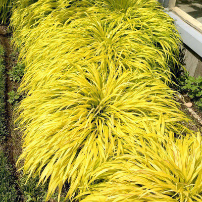 All Gold Japanese Forest Grass | Hakonechloa macra 'All Gold' | Ornamental Grass for Shade