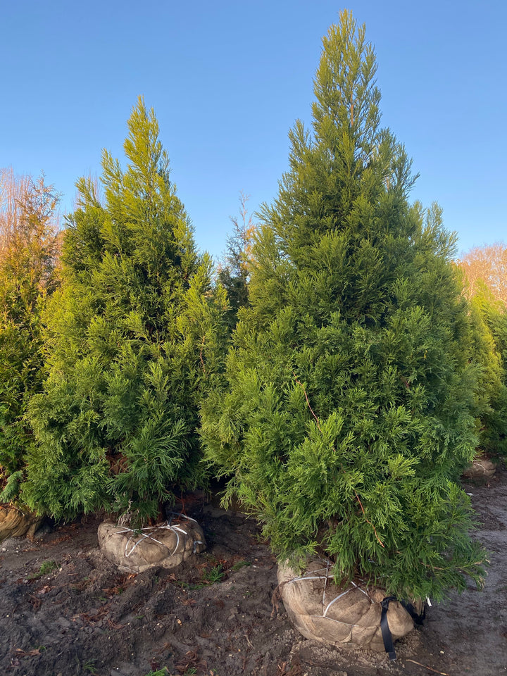 Cryptomeria japonica 'Yoshino'