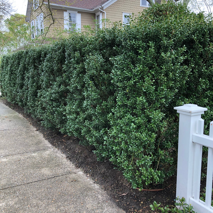 Ilex crenata 'Excelsa Schwoebel'