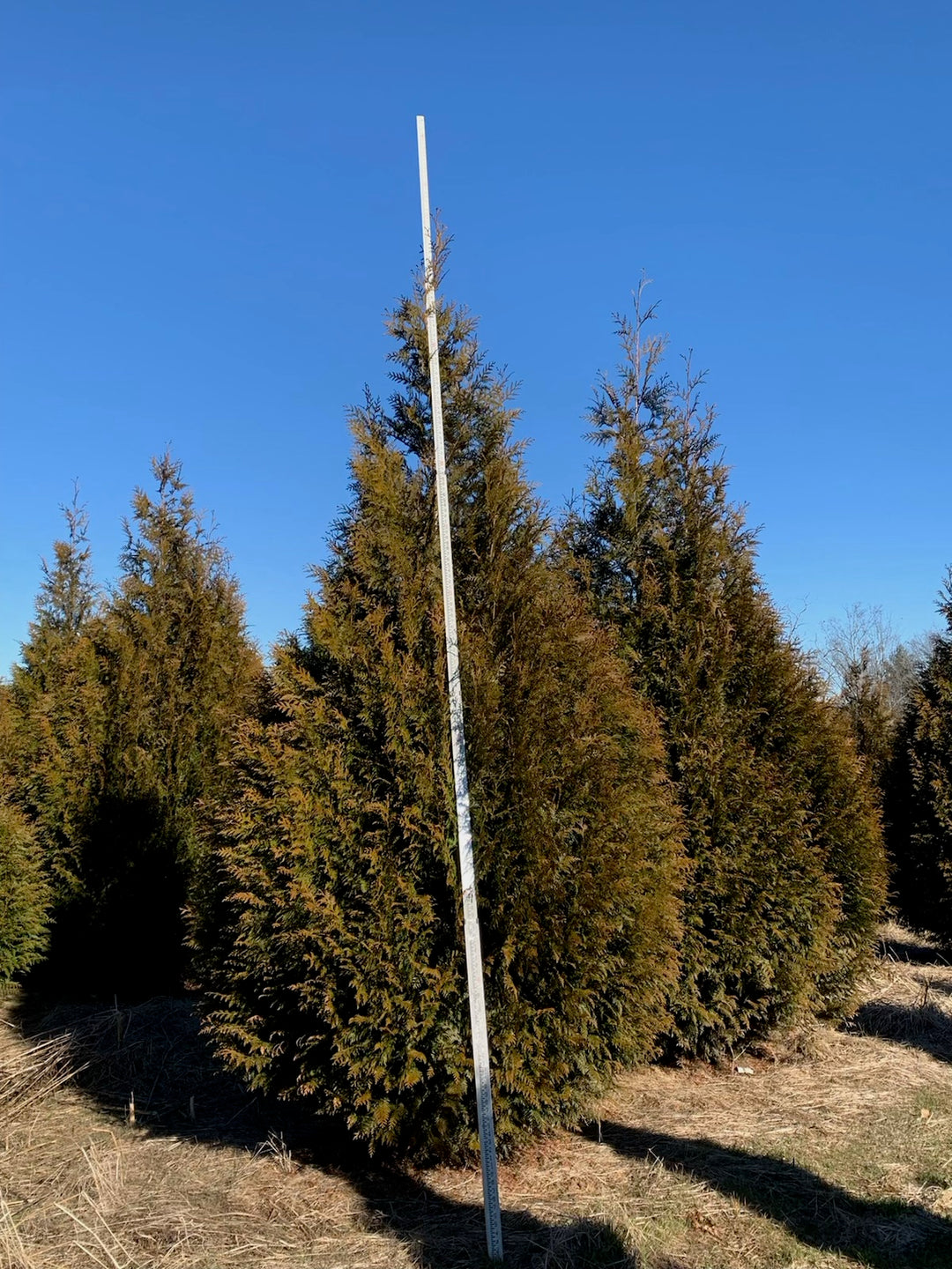 Buy Excelsa Arborvitae Privacy Trees Online | Fast Growing