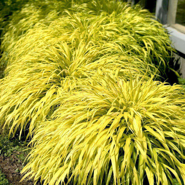 All Gold Japanese Forest Grass | Hakonechloa macra 'All Gold' | Ornamental Grass for Shade