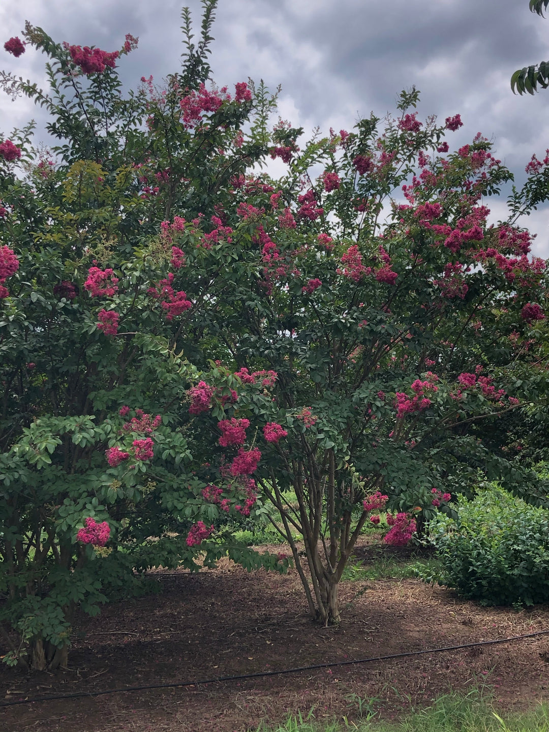 Crape Myrtle 'Tuscarora' (Pink)