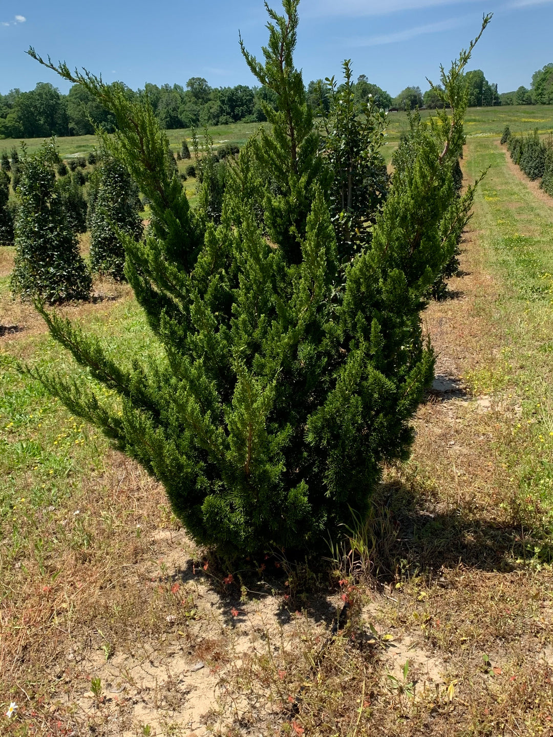 Hollywood Juniper - Juniperus chin. 'Torulosa'