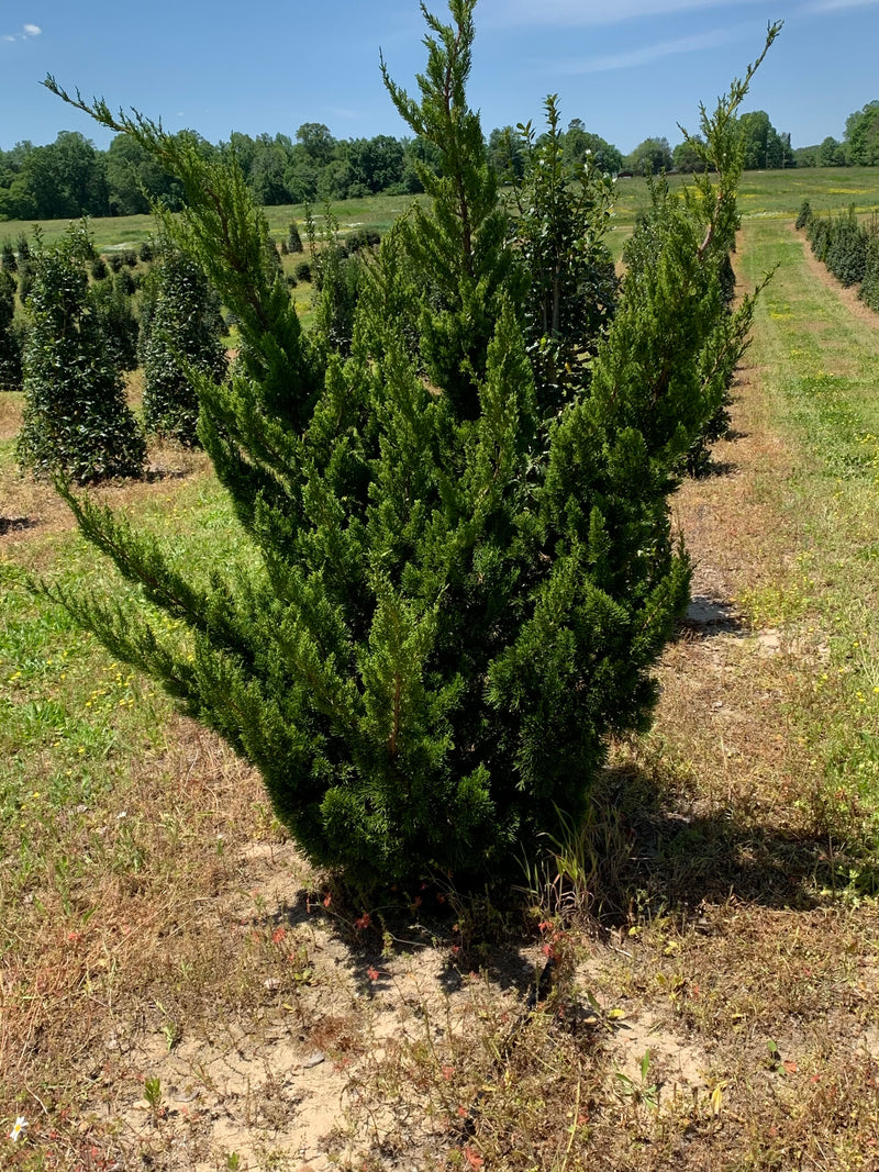 Hollywood Juniper - Juniperus chin. &