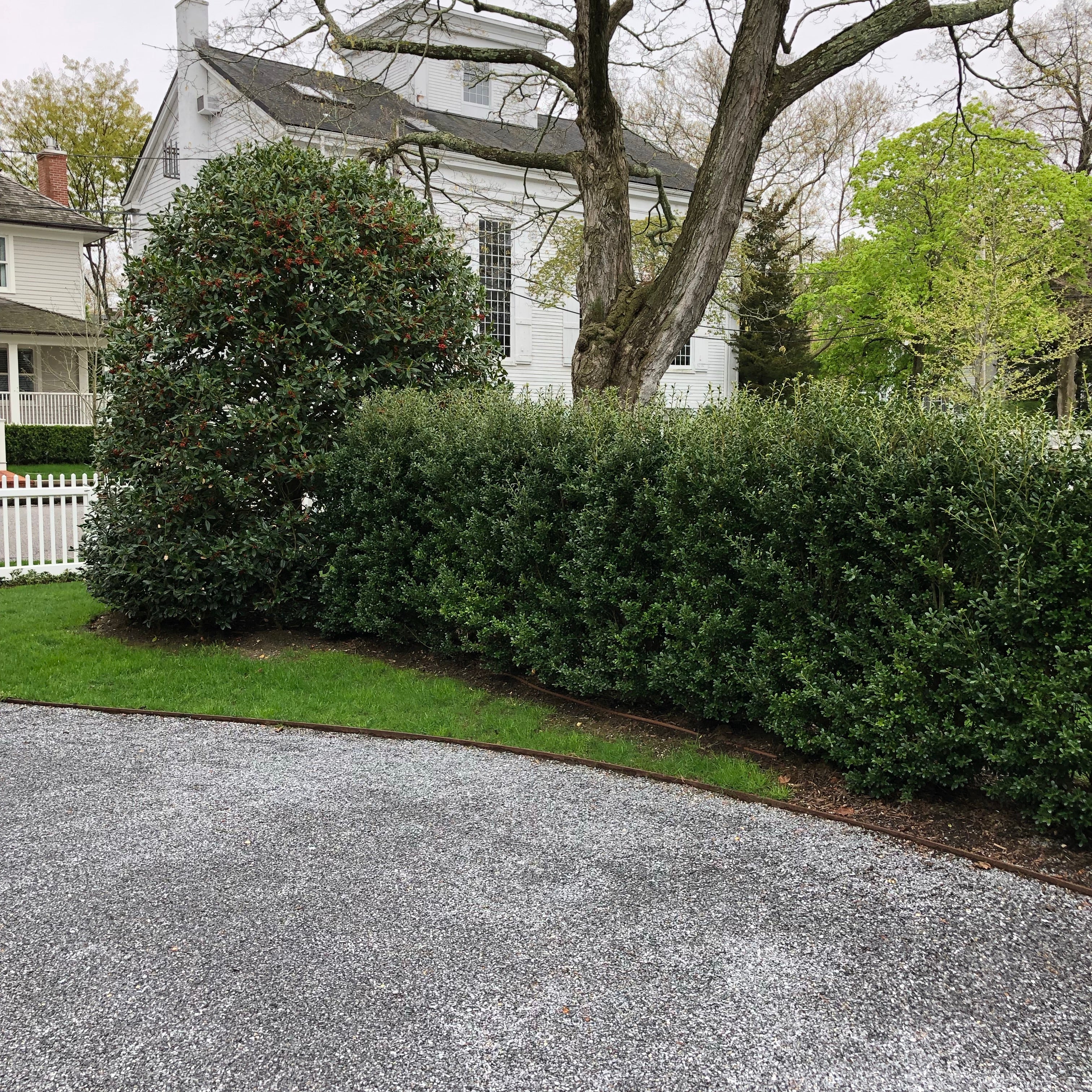 Ilex 'Excelsa Schwoebel' | Evergreen Privacy Hedge Plant – Bay Gardens