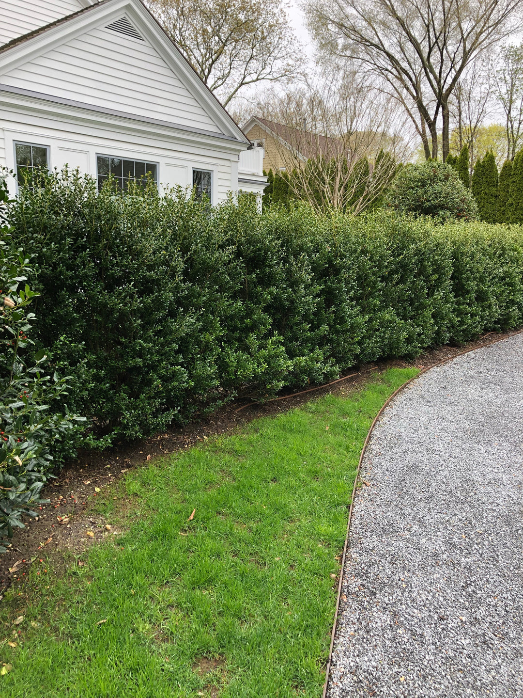 Ilex crenata 'Excelsa Schwoebel'