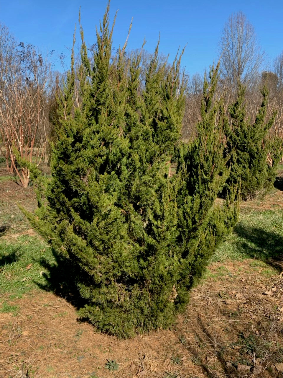 Hollywood Juniper - Juniperus chin. 'Torulosa'