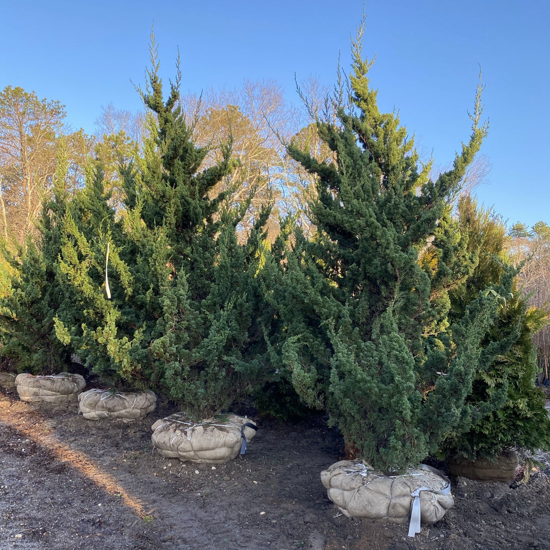 Juniper - Juniperus chin. 'Robusta Green'