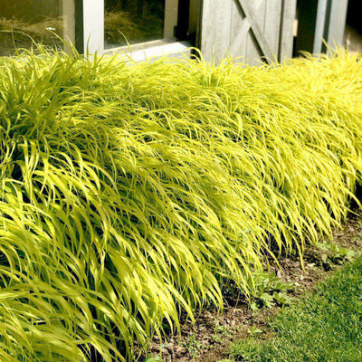 All Gold Japanese Forest Grass | Hakonechloa macra 'All Gold' | Ornamental Grass for Shade