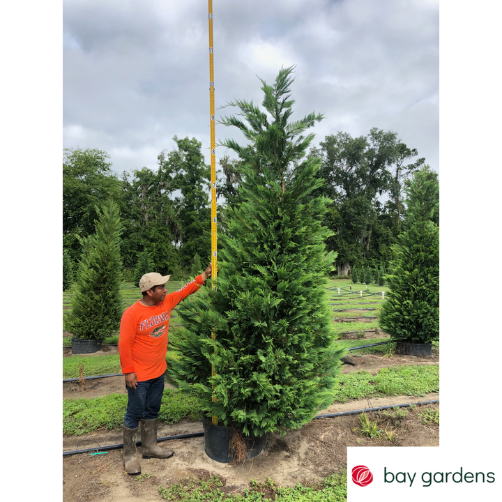 Leyland Cypress