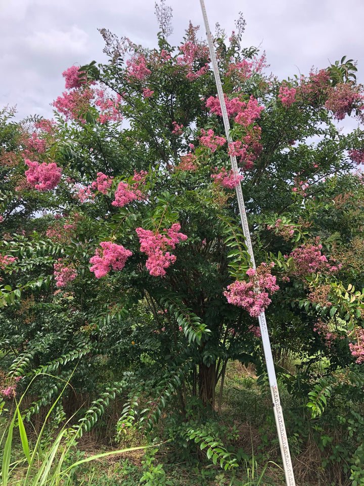 Crape Myrtle 'Sioux' (pink)