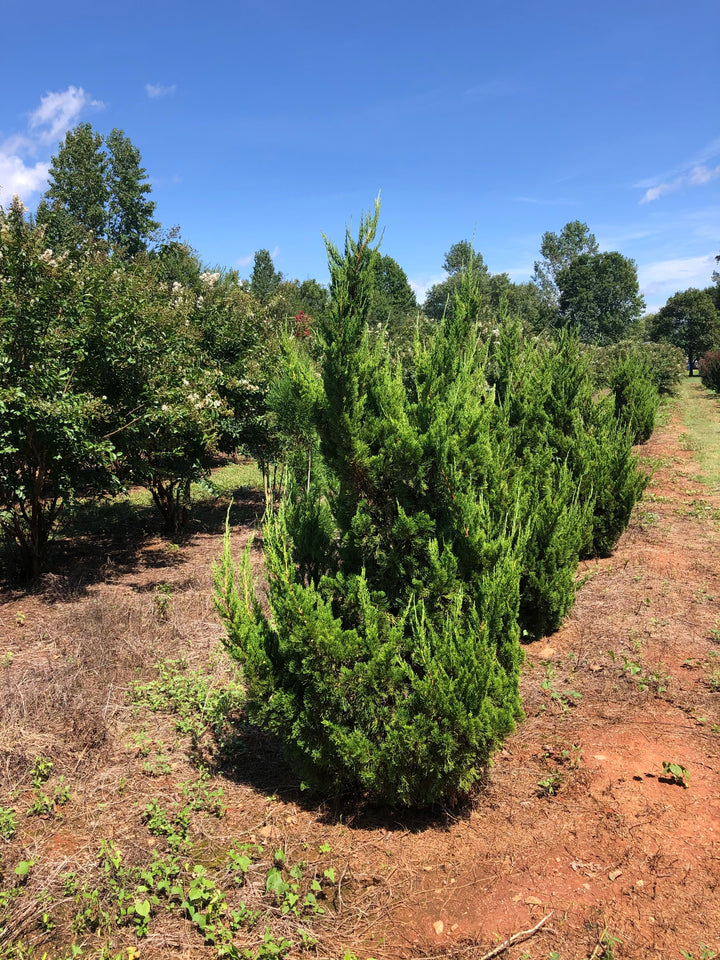 Hollywood Juniper - Juniperus chin. 'Torulosa'