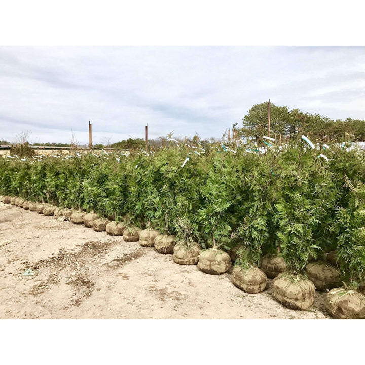 Green Giant Arborvitae | Thuja 'Green Giant' | Copyright Bay Gardens