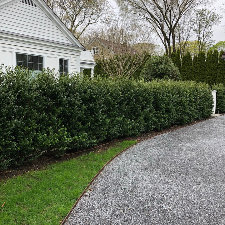 Ilex crenata 'Excelsa Schwoebel'