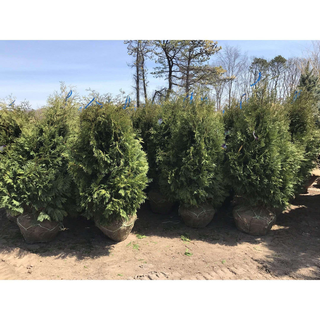 Buy Thuja Nigra Online
