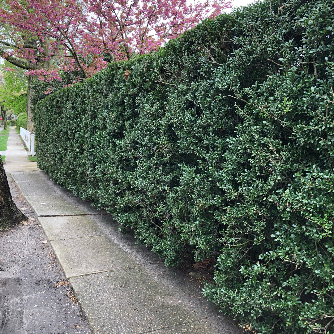 Ilex crenata 'Excelsa Schwoebel'