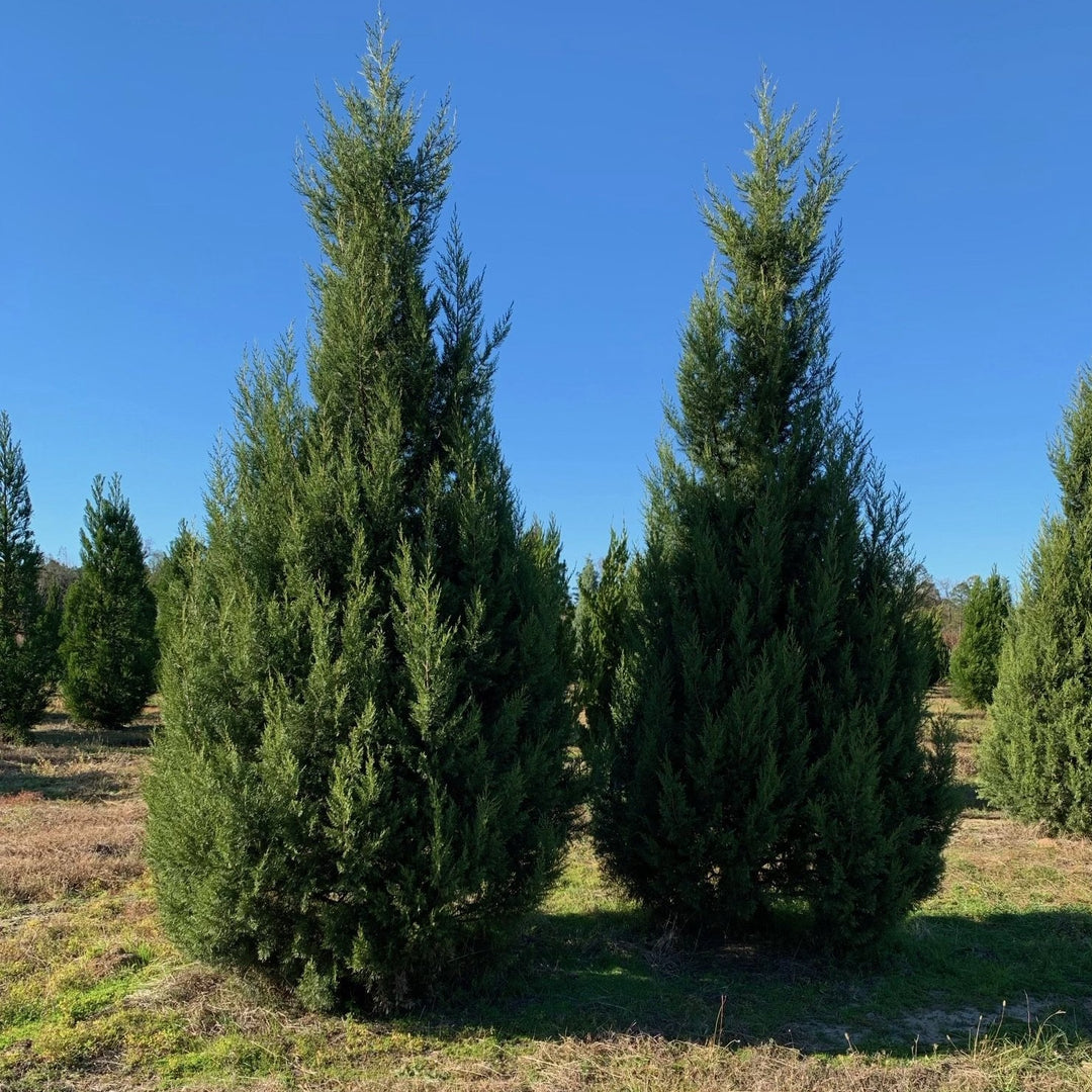 Juniper - Juniperus virginiani 'Burkii'