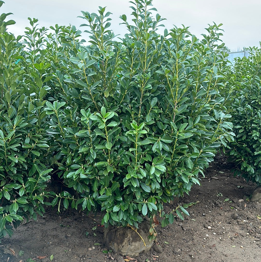 Prunus lauro. 'Nana'