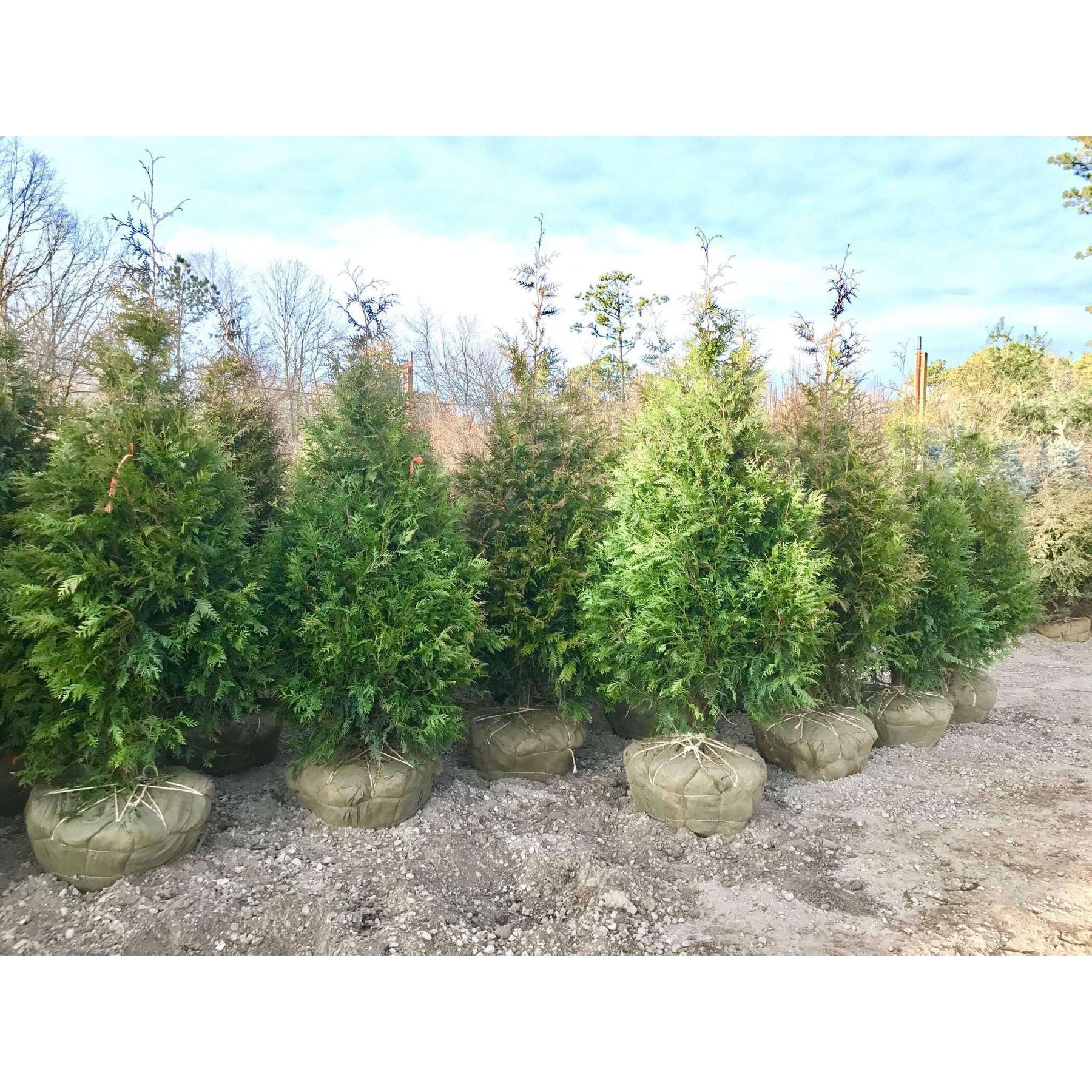 Buy Green Giant Arborvitae Online Shop Bay Gardens Online Nursery