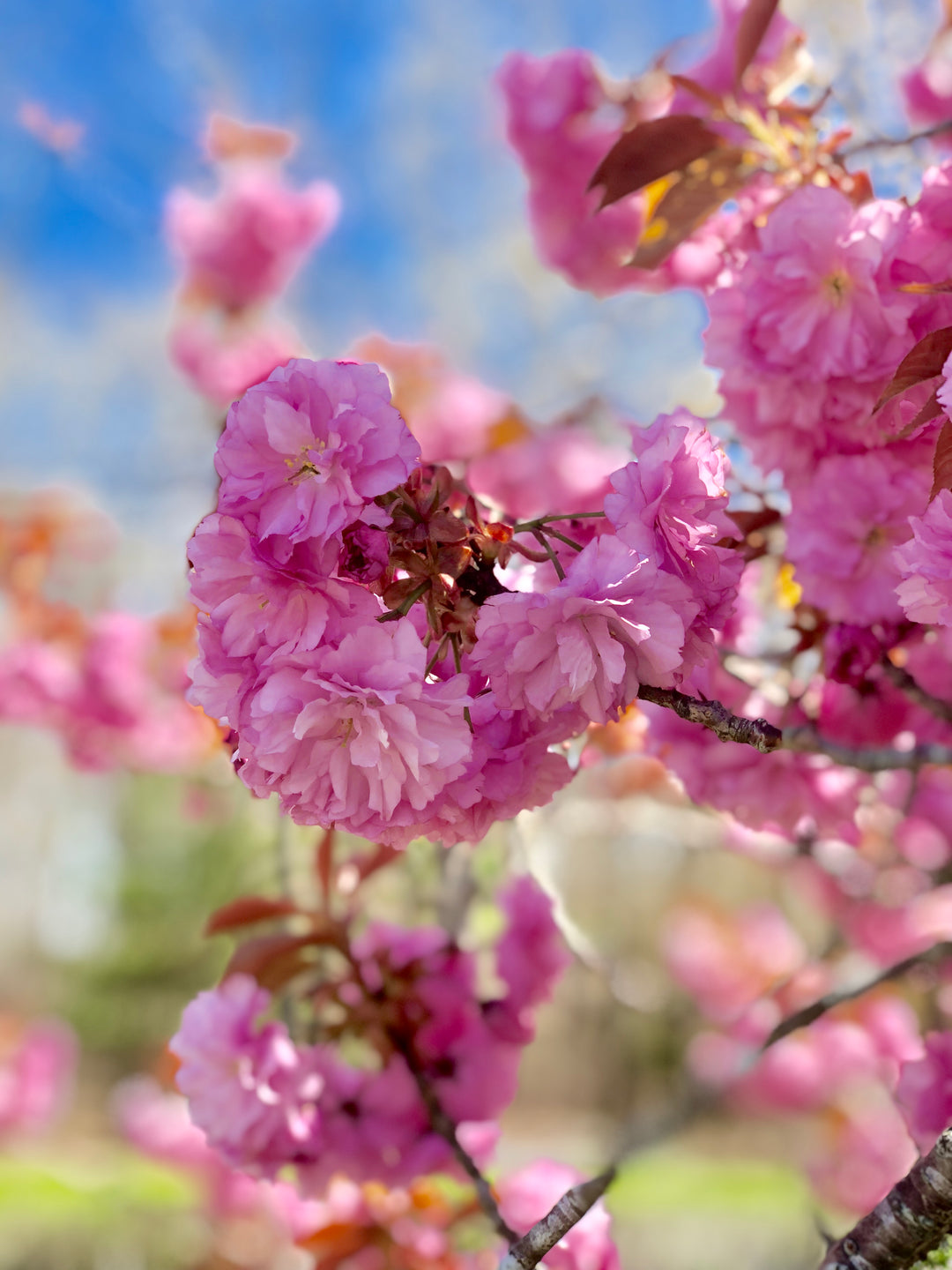 Kwanzan Cherry - Prunus serr. 'Kwanzan'