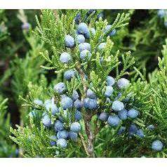 Buy Eastern Red Cedar Online | Native Privacy Evergreen Tree | Bay Gardens