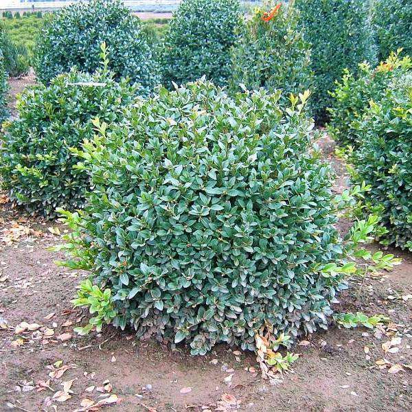 Buy Green Velvet Boxwood Online | Evergreen Shrubs | Bay Gardens