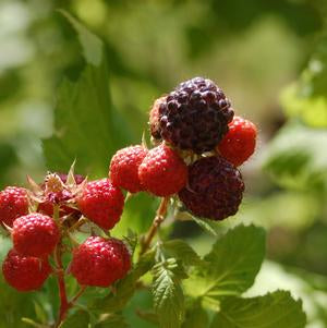 Fruit Black Raspberry Bush &