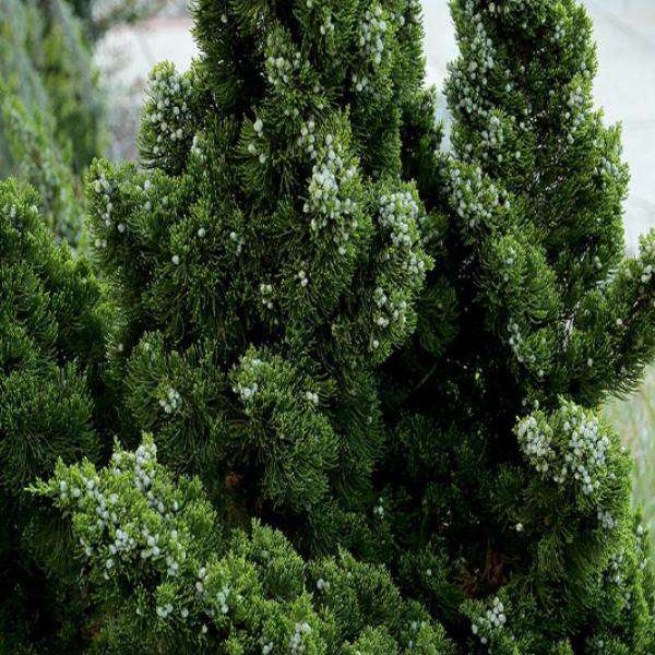 Hollywood Juniper - Juniperus chin. 'Torulosa'