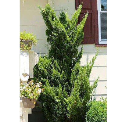 Hollywood Juniper - Juniperus chin. 'Torulosa'
