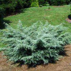 Buy 'Aneglica Blue' Juniper Online | Evergreen Shrub | Bay Gardens