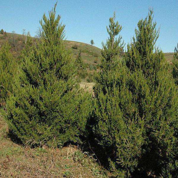 Buy Eastern Red Cedar Online | Native Privacy Evergreen Tree | Bay Gardens