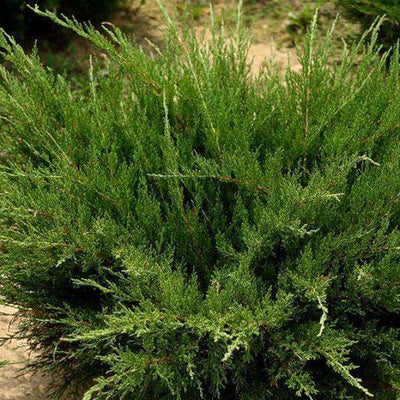 Juniper - Juniperus x pfitz. 'Sea Green'