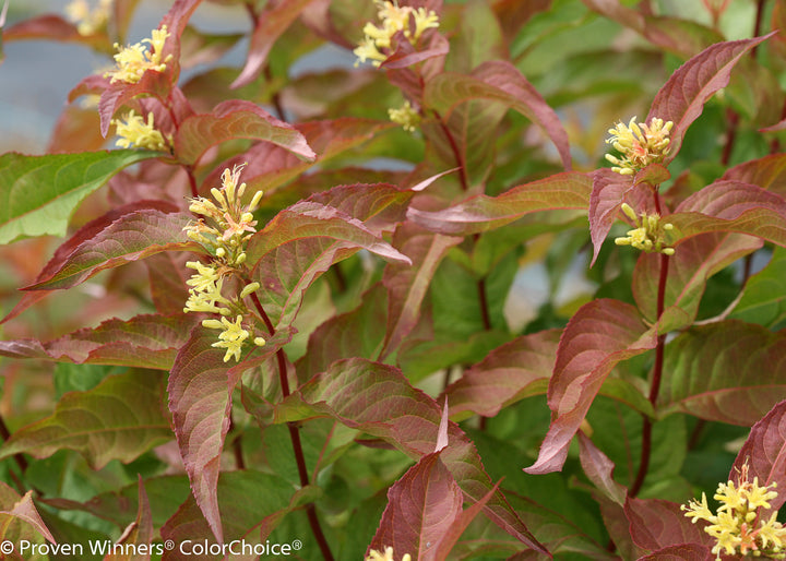 Courtesy of Proven Winner - www.provenwinner.com