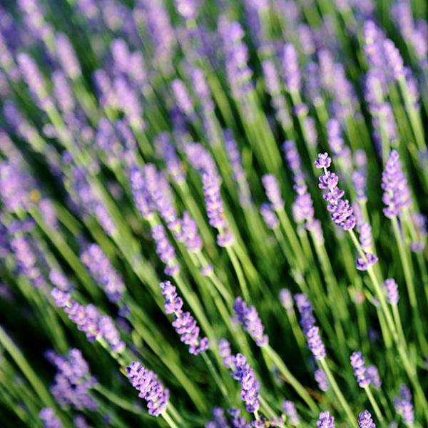 lavender hidcote plants for sale Buy Hidcote Lavender Online | Deer Resistant Perennials