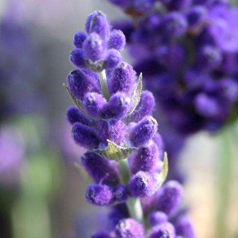 Hidcote Purple Lavender Plant