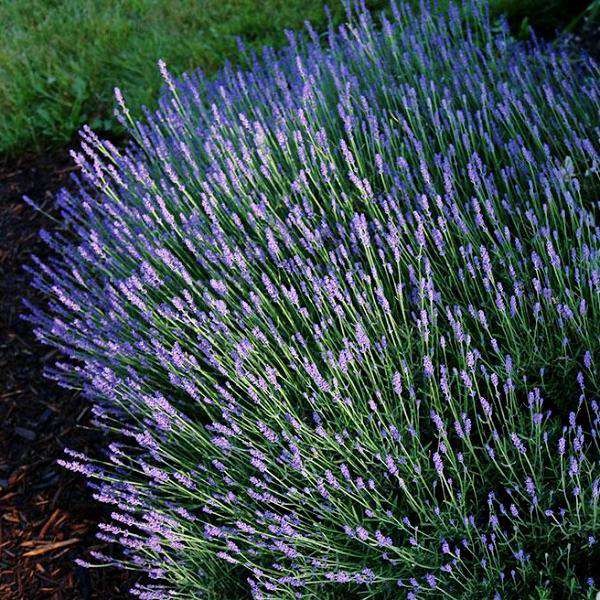 lavender hidcote plants for sale Buy Hidcote Lavender Online | Deer Resistant Perennials
