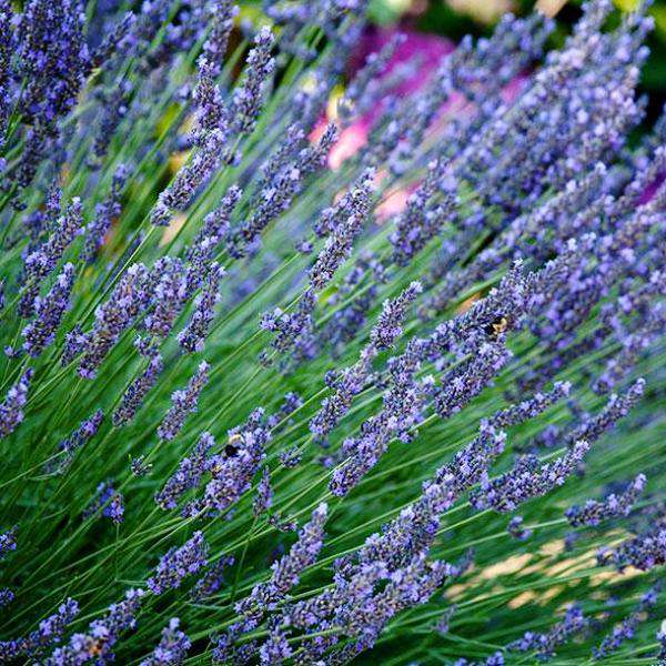 'Munstead' Lavender | Lavendula angustifolia 'Munstead' | English Lavender | Deer Resistant Perennial
