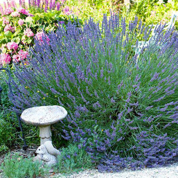 'Munstead' Lavender | Lavendula angustifolia 'Munstead' | English Lavender | Deer Resistant Perennial