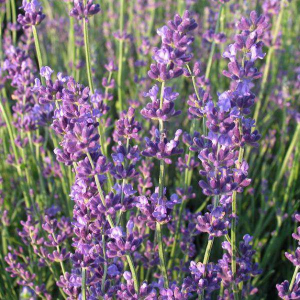 'Munstead' Lavender | Lavendula angustifolia 'Munstead' | English Lavender | Deer Resistant Perennial