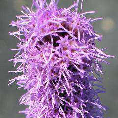 Liatris spicata - Purple Gayfeather