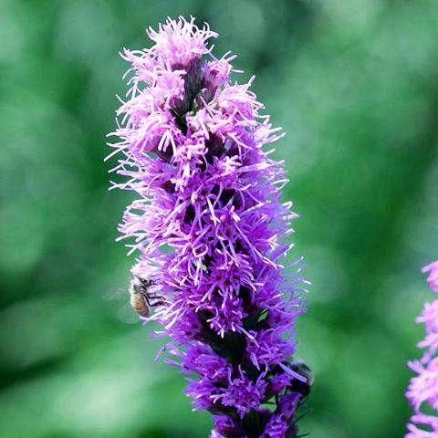 Liatris spicata - Purple Gayfeather