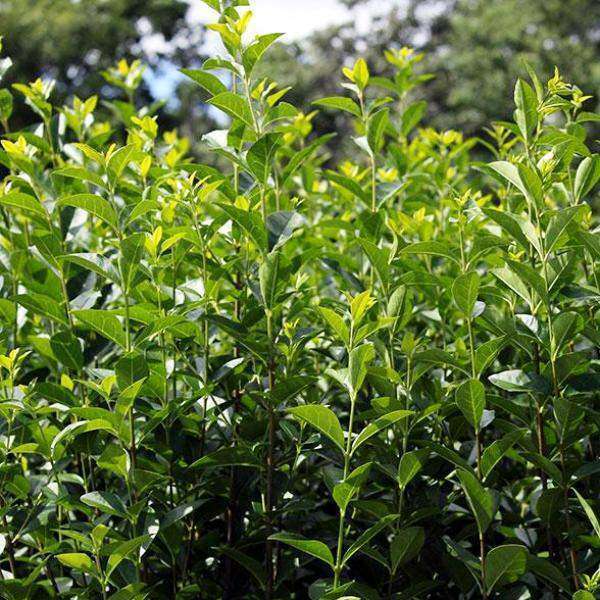 Buy California Privet Hedge Online | Lowest Prices | Estate Quality  Bay  Gardens
