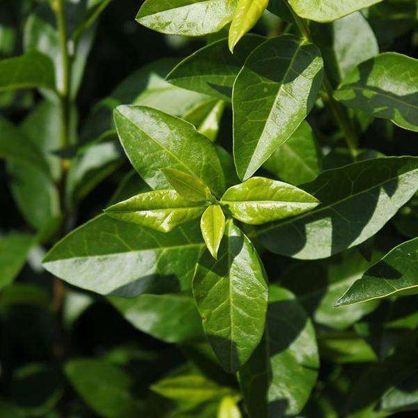 Buy California Privet Hedge Online | Lowest Prices