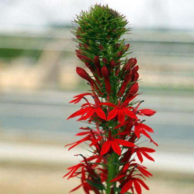 Buy Lobelia Cardinal Flower Online | Flowering Native Perennial | Bay Gardens