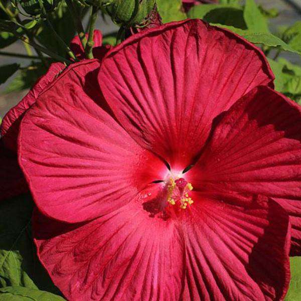 Hibiscus 'Luna Red'