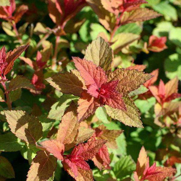 Spirea bumalda 'Magic Carpet'