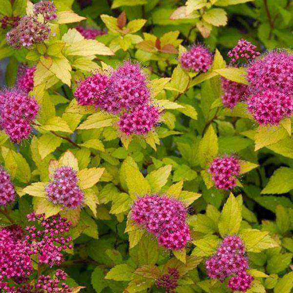 Spirea bumalda 'Magic Carpet'