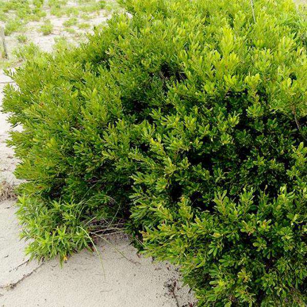 Myrica Pennsylvanica - Northern Bayberry