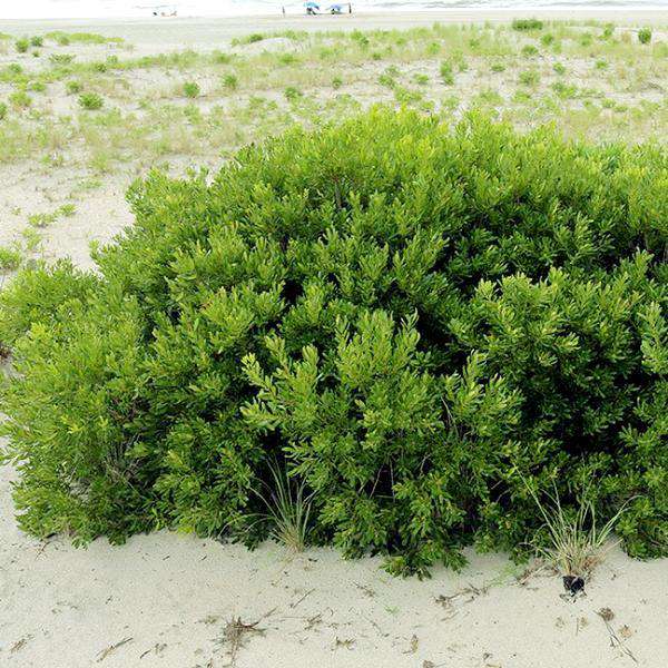 Buy Myrica Pennsylvanica - Northern Bayberry Online