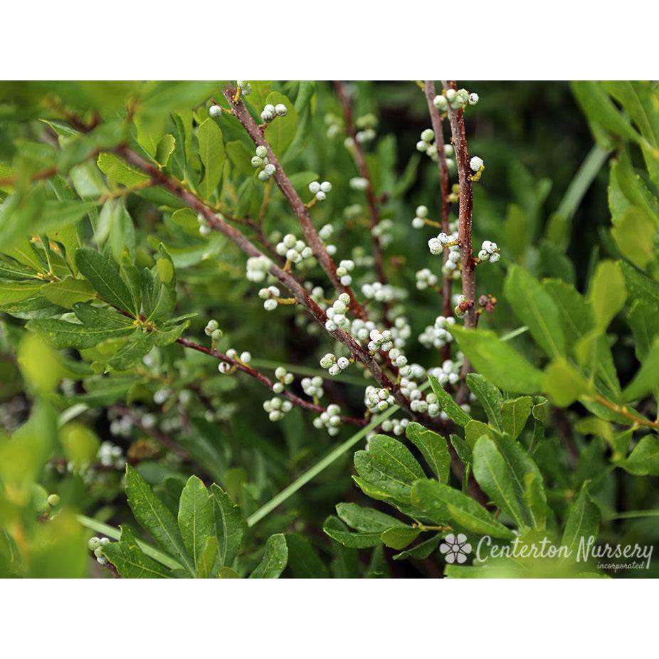 Myrica Pennsylvanica - Northern Bayberry